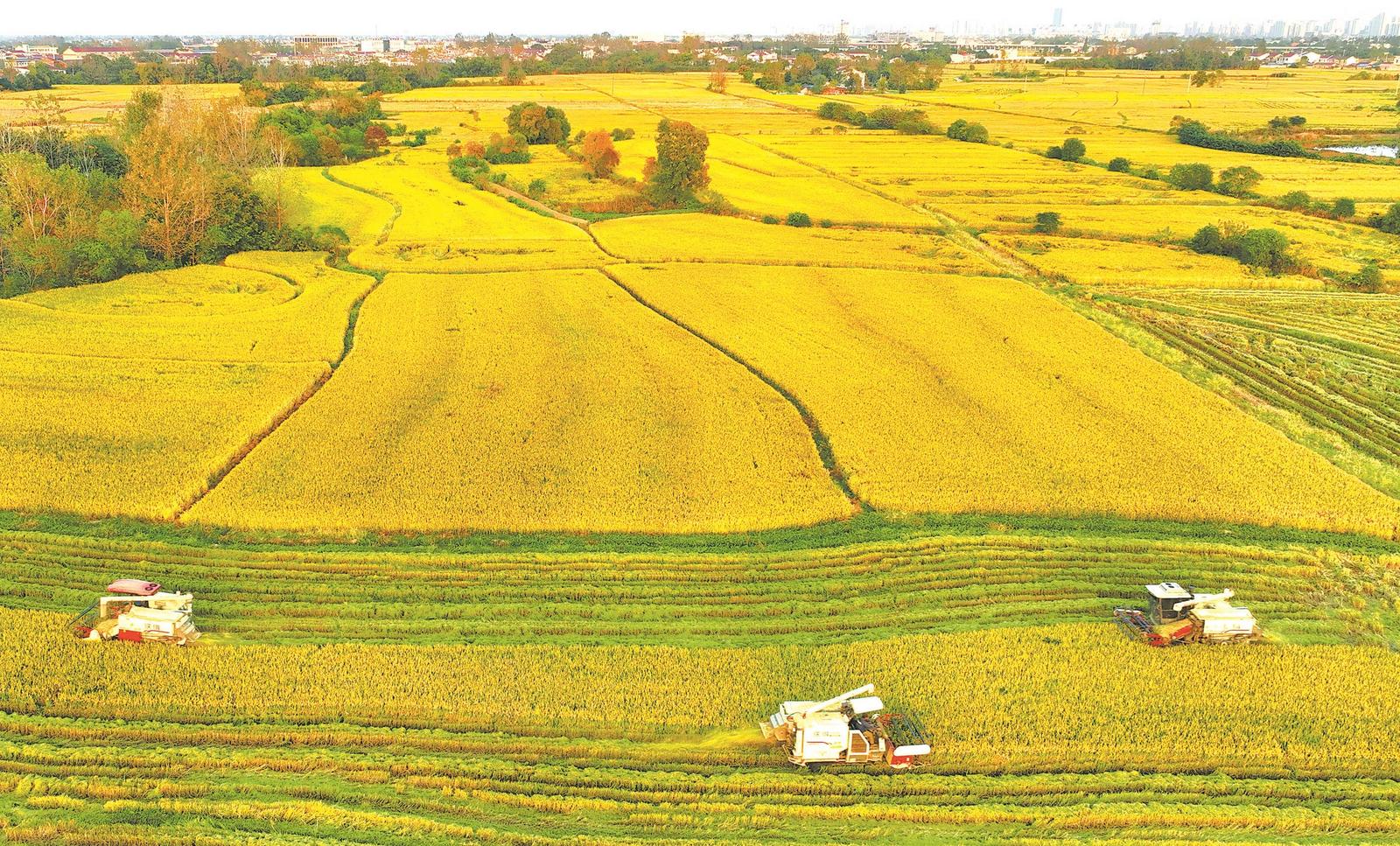 芹菜|秋季要“养心脏”,多吃这5种食物,益气补血,保护心脏,安稳入冬