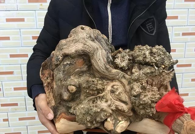 枯木逢春之崖柏陈化瘤打磨全过程