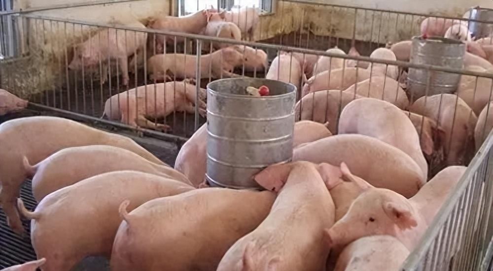 为何不会去找马蓉？宋喆提前出狱，低调回家乡后，竟选择养猪创业