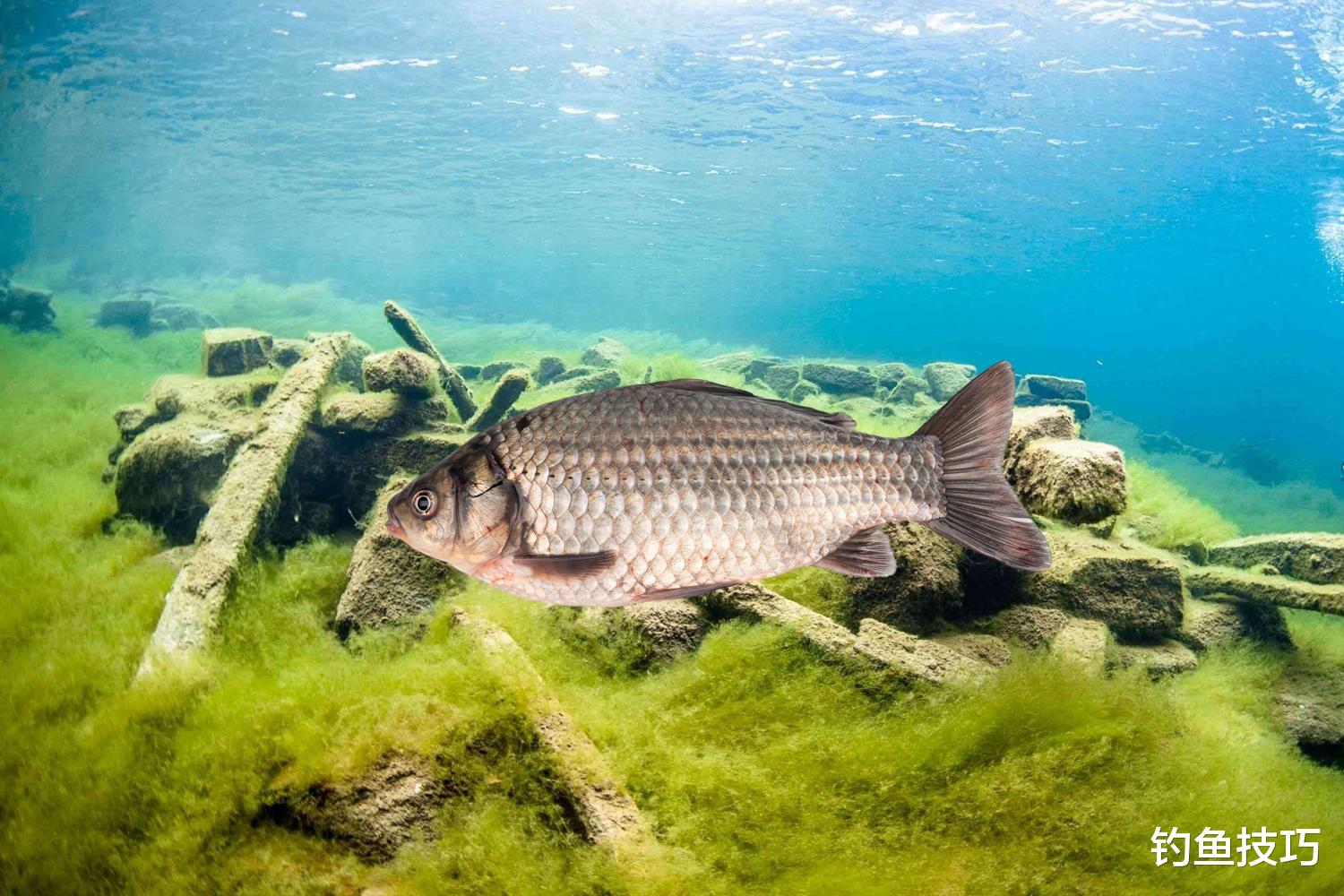 青苔|钓鱼时水底有青苔,鱼不咬钩怎么办?钓鱼时对付青苔的3个妙招