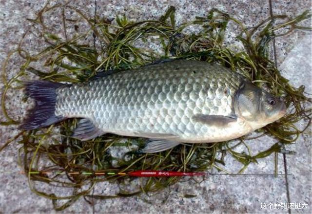 青苔|春季水底青苔多如何把鱼钓好?掌握应对方法及调钓,拒绝骚操作!