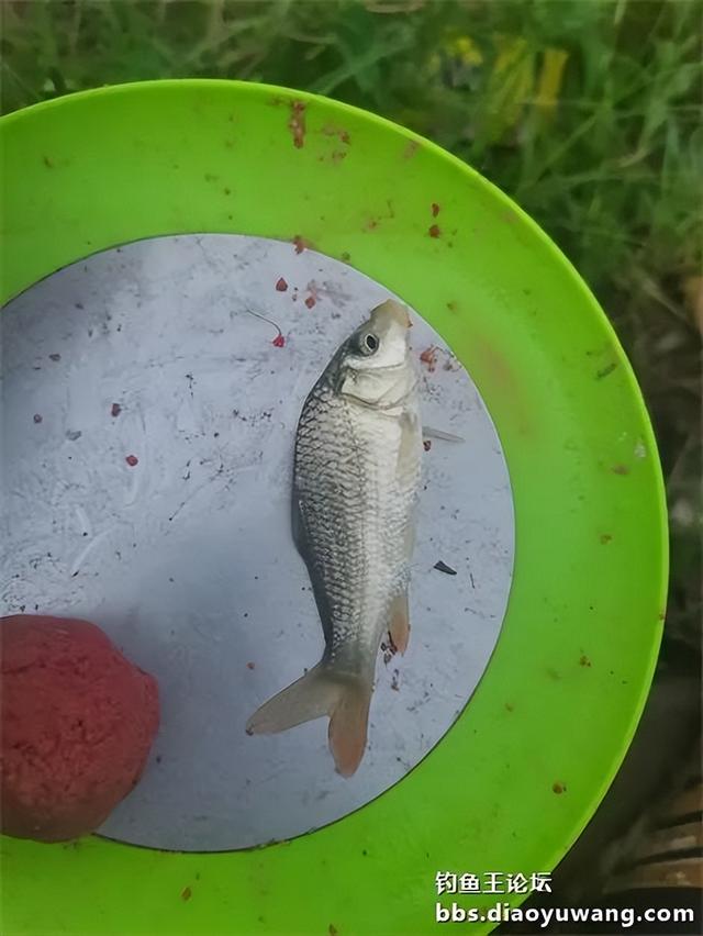 路边沟里钓鳊又飞鲫