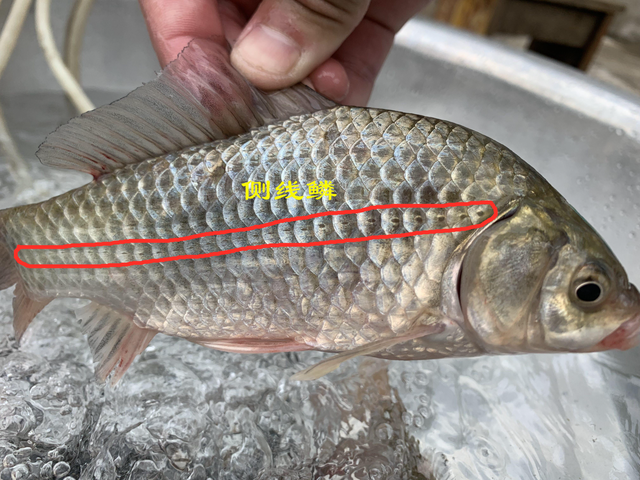 牛肉丸|买鲫鱼，要分清“土鲫”和“工程鲫”，差别挺大，买错难吃不鲜美
