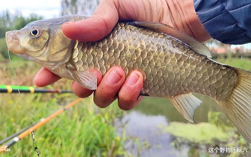 低成本就能钓好鱼！根据鱼的食性用好三类饵料，轻松玩转野钓！