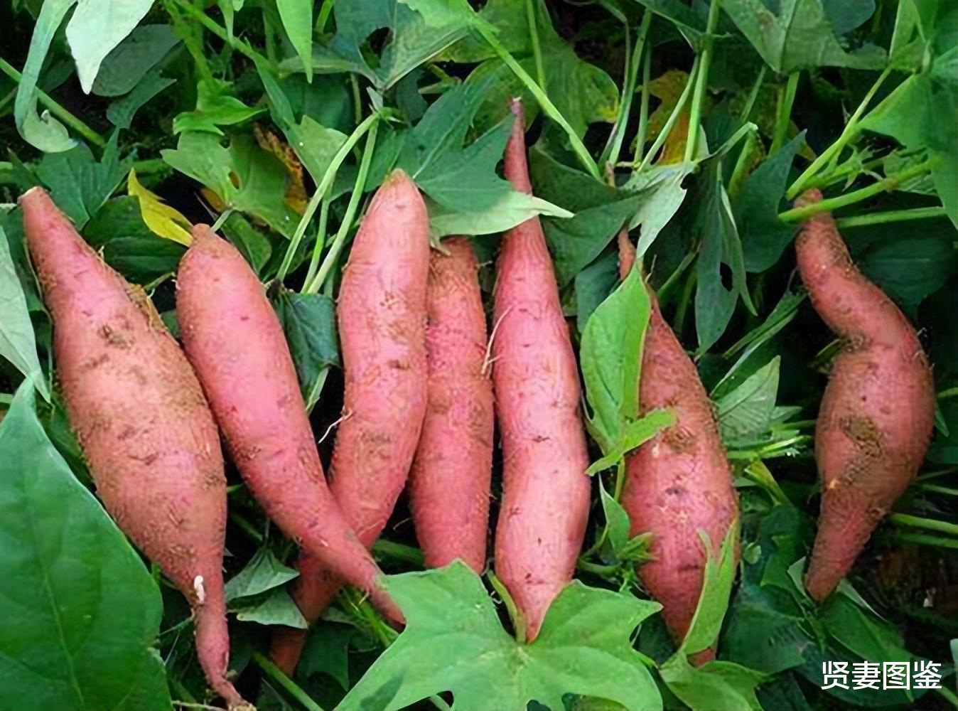 美食教程|医生提醒：红薯多吃对身体好，但切记这3种人群要远离，别不在意