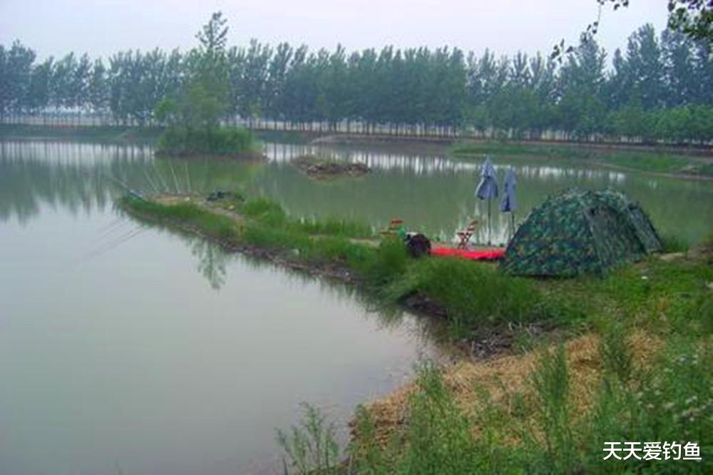 植物|夏天钓草鱼,找这4种钓位,大草鱼一钓一个准