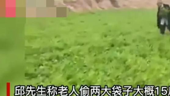 四川达州，一80岁老人偷菜被抓坐地撒泼，承包商：已经发现好几次