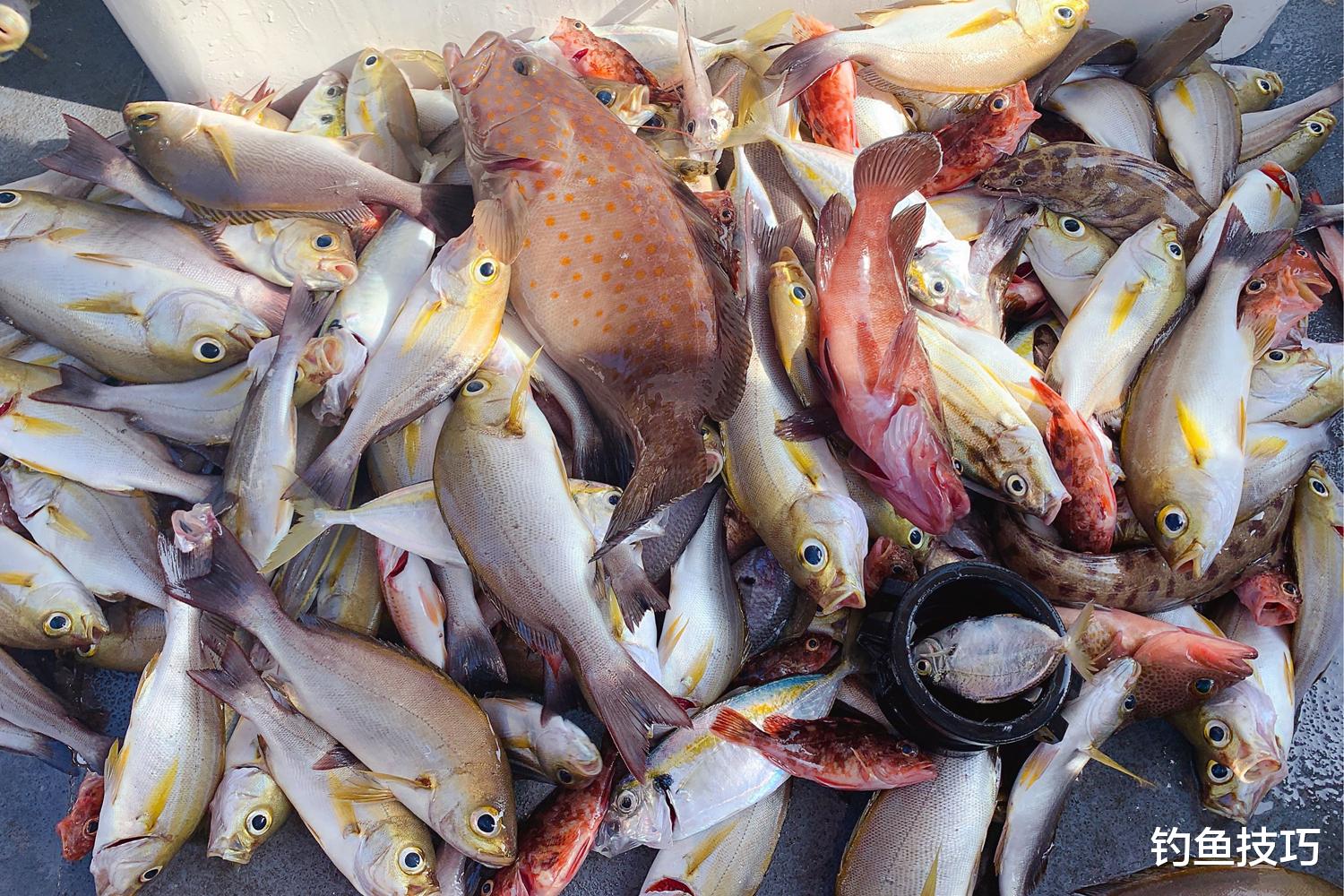 秋季海钓的5个要领,秋季海钓的必备知识