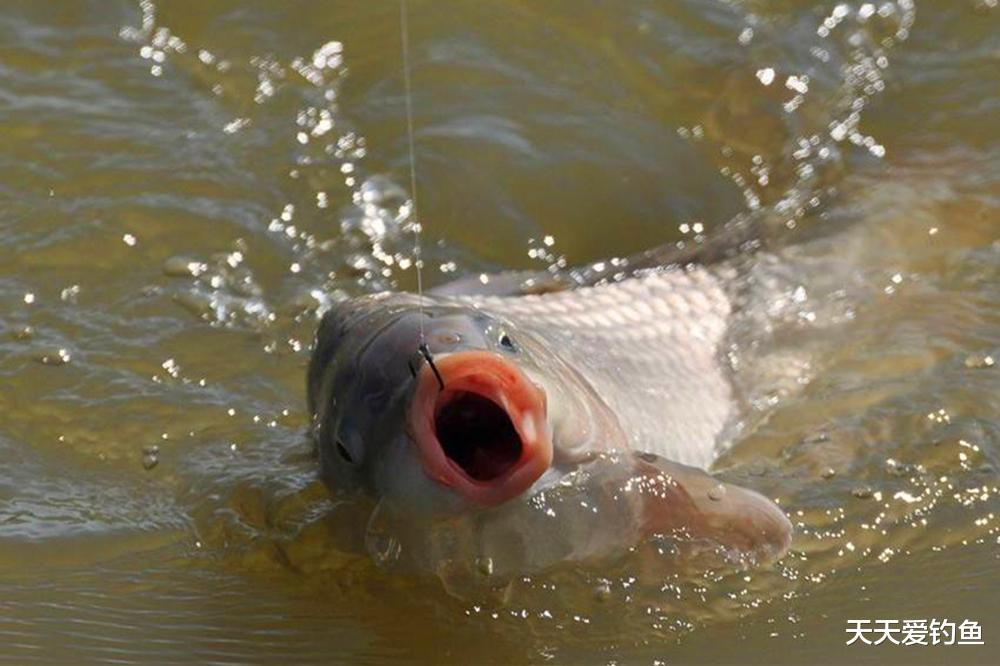 野钓大鱼5大原则,能做到这几点,大鱼手到擒来