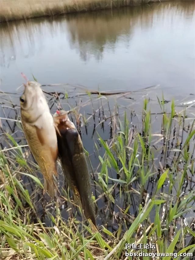|今晚吃鱼,一不留神就爆护