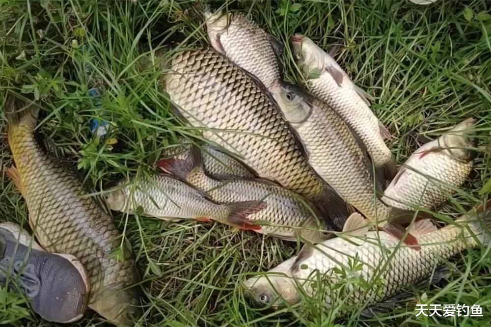 鲫鱼|夏季钓鱼4“要”原则，学会这些“黄金法则”，天热也能钓几波