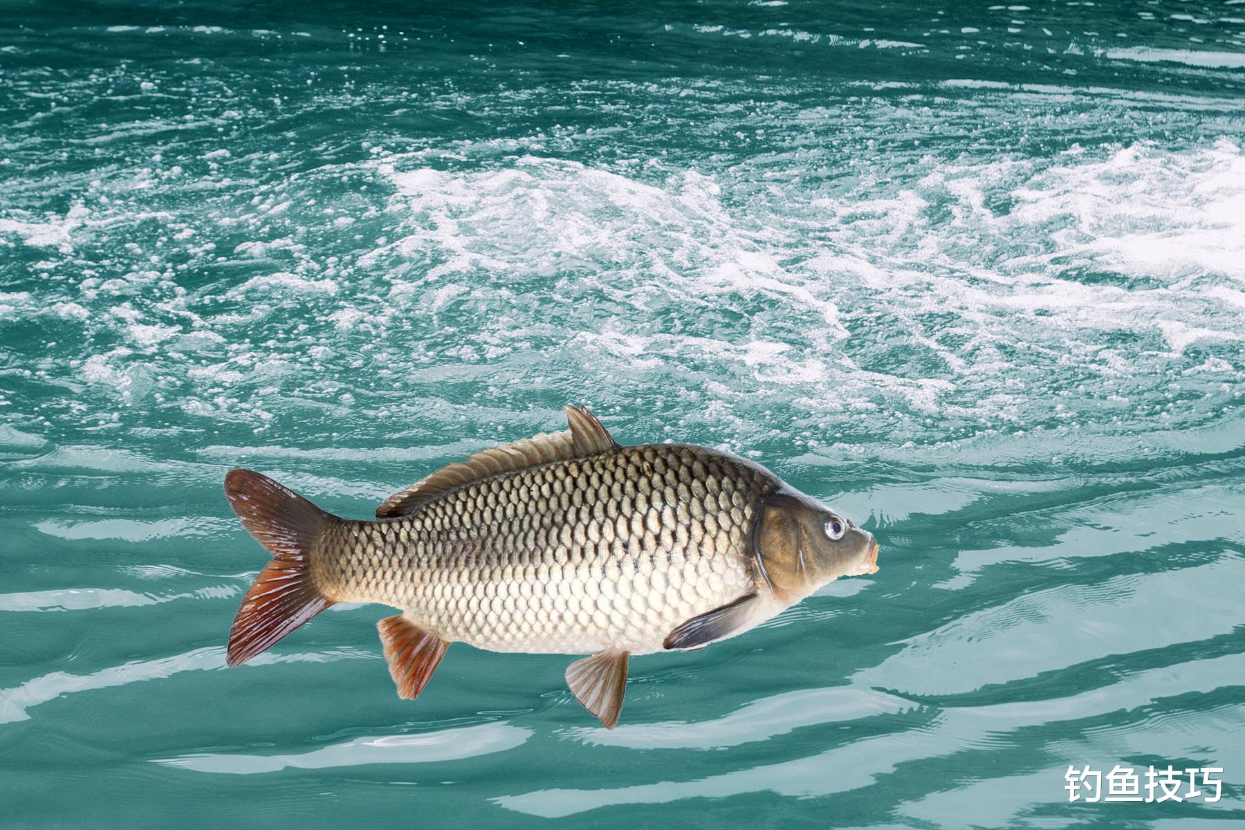 |黑坑鱼缺氧的主要原因,导致黑坑鱼不开口元凶