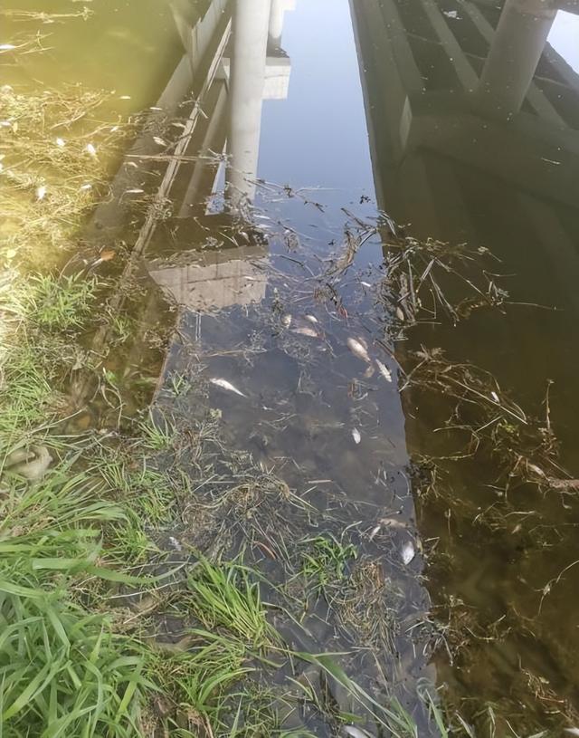 |贾鲁河出现大量死鱼,钓鱼人:钓鱼时感觉鱼竿带电,地球出了问题