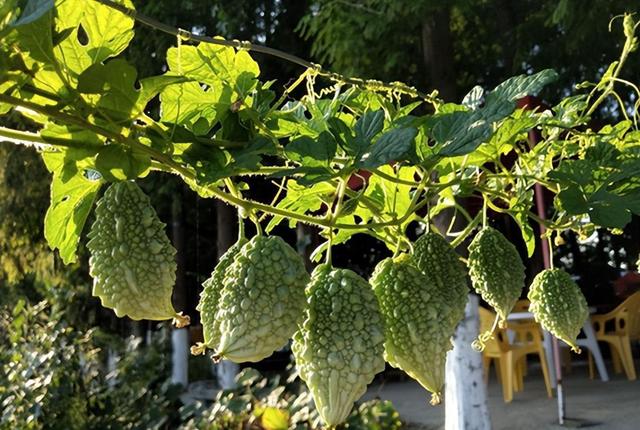 感冒|盘点上个世纪红极一时的六种水果,如今却无人问津,你吃过几种?