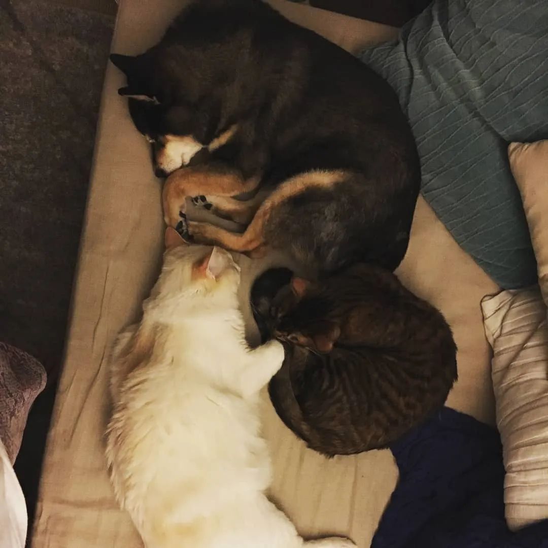 世界第一童星“毁容式”近照曝光,全网心碎:岁月真是把杀猪刀