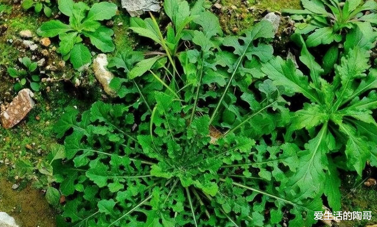 韭菜|明天雨水,记得吃雨水4宝,为迎春开好头