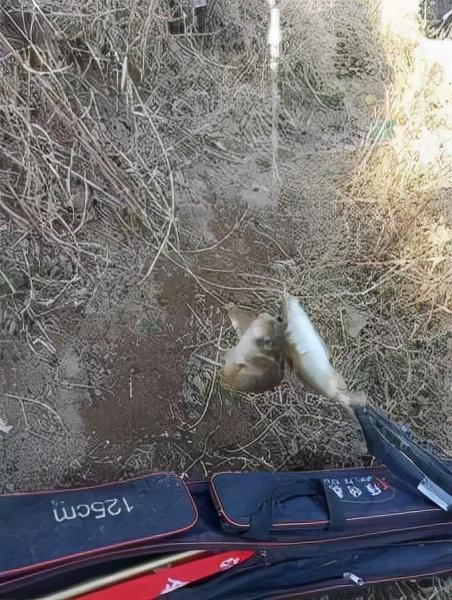 |兵无常势，水无常形，南洺河钓鱼记