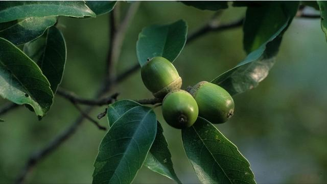 闺蜜|曾经是人们的主食,一棵结果数百斤,如今为何掉一地没人要?