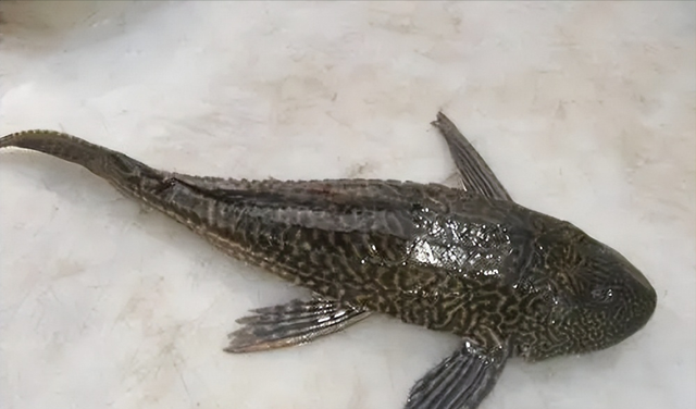 印度|逃过国人的筷子，却没避开印度的盘子！清道夫为何在恒河栽跟头？