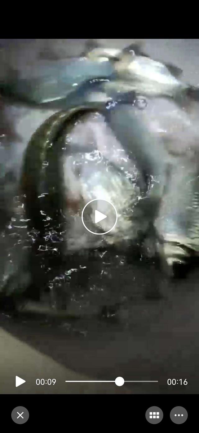 饵料|鱼口轻的情况下,应该如何应对?望各位大师不吝赐教