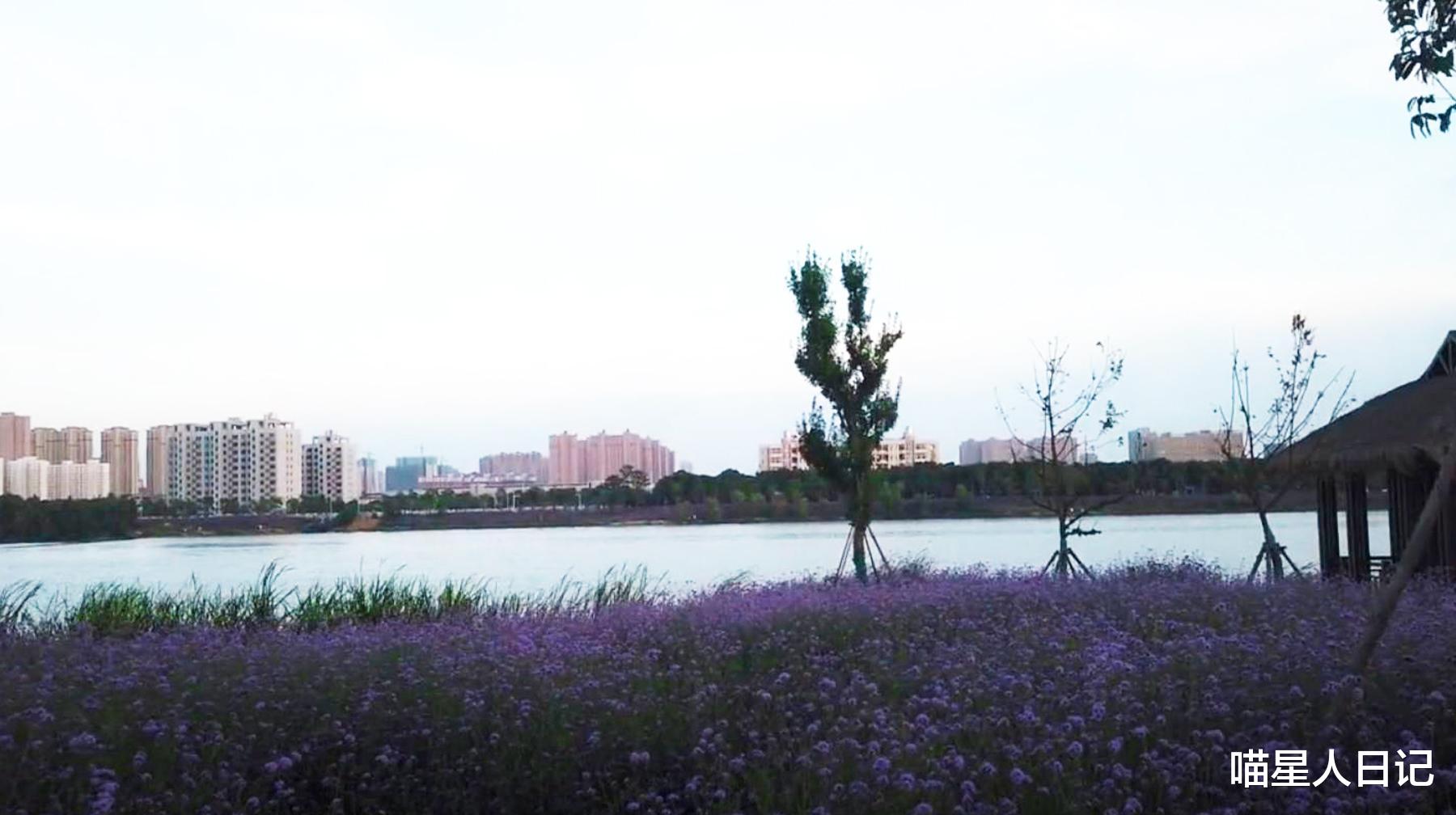 马鞭草|开在城市春天里的花海，打卡武汉远城区这座公园，像景点一样盛大