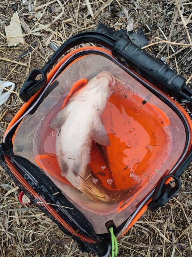 夜钓|惊喜来太突然，大鲤鱼突破个人野钓记录