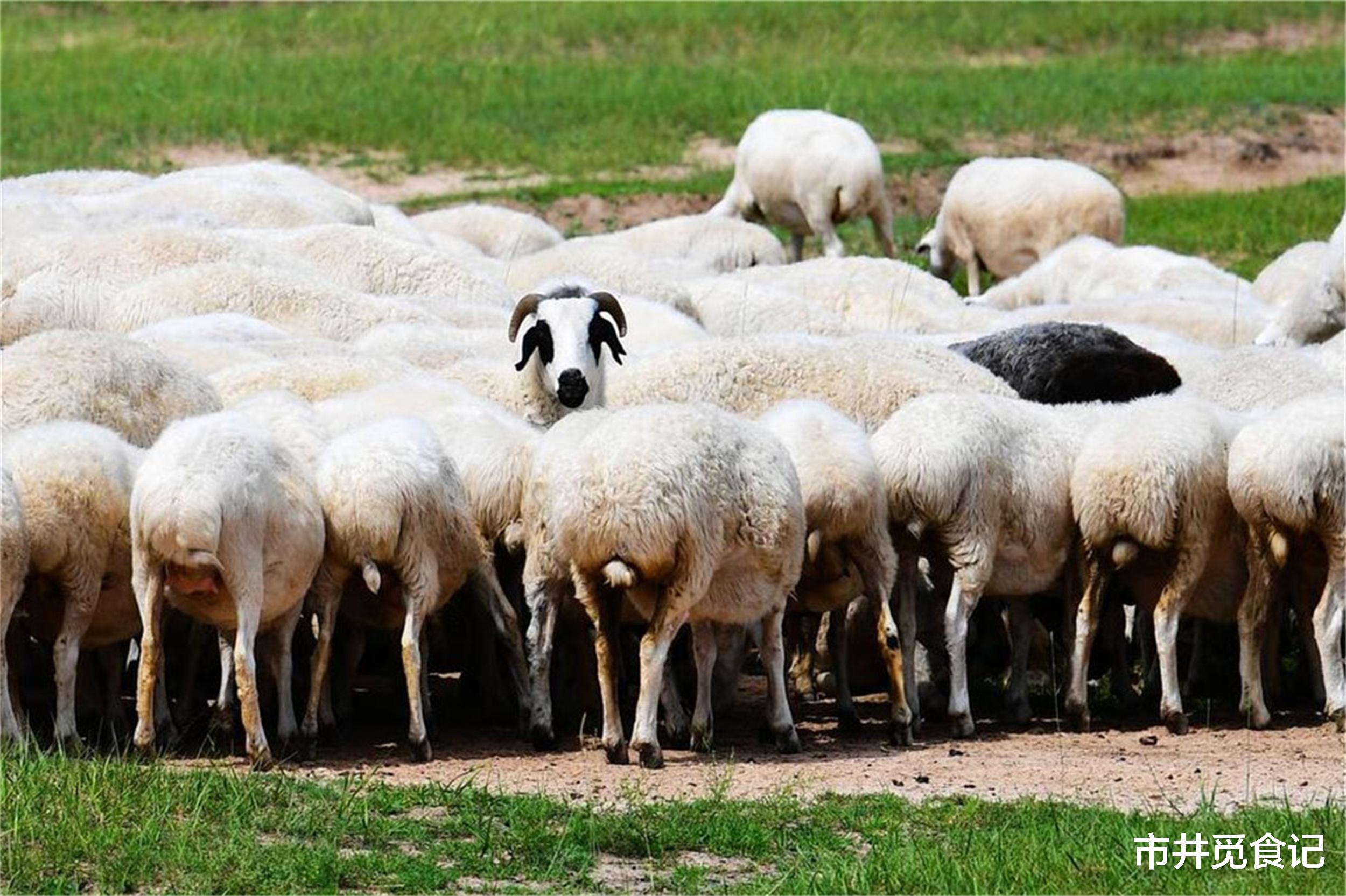 羊肉|中国羊肉排行榜,北方8种,南方2种,都是鲜嫩不膻的好羊肉