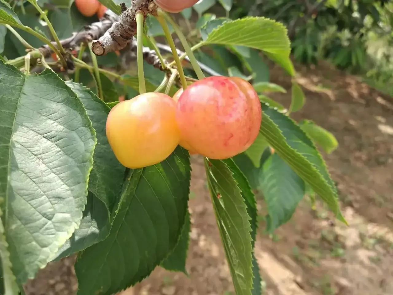 大连|买樱桃：选短把还是长把? 老果农：区别很大，买错了浪费钱不好吃