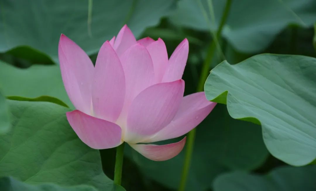 高温暑热怎么破？一个奇效良方，不仅清暑益气，还有抗疲劳的妙用