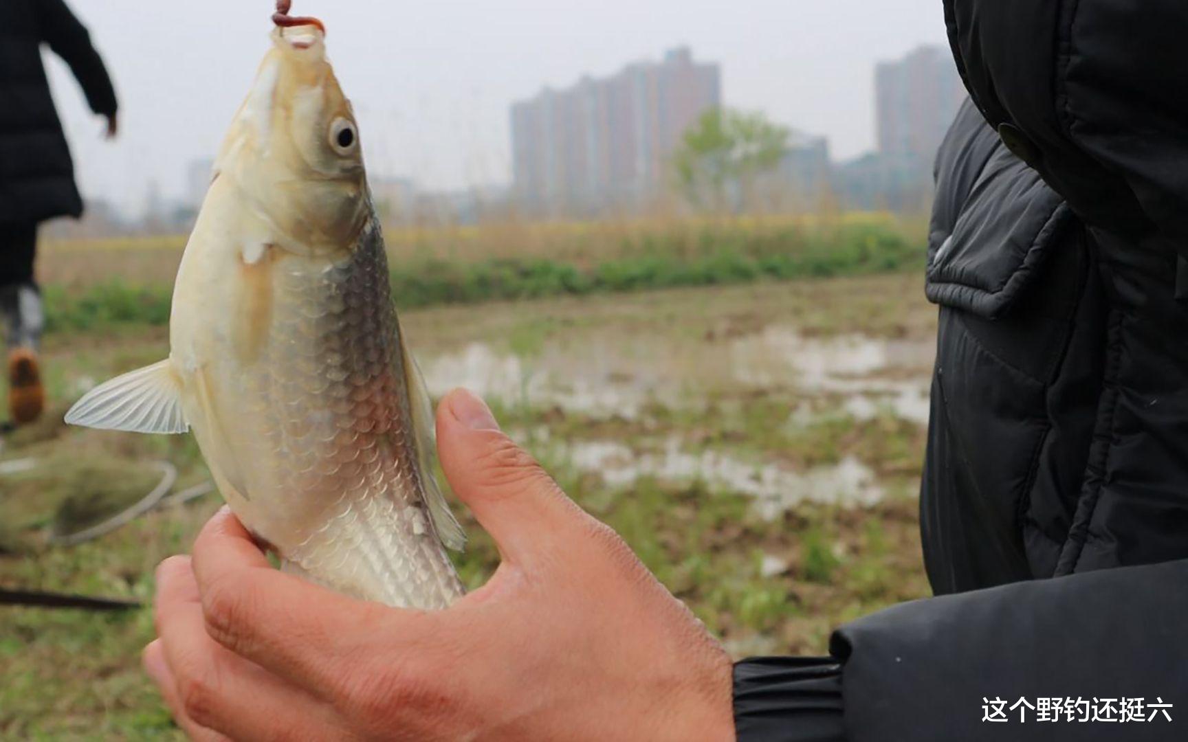 |起风就停口?西南风鱼难钓做好三点应变,可有效上鱼彻底摆脱空军