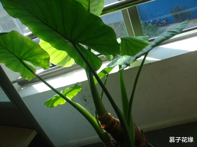 含羞草|5种“有毒”花摆家里，“花旺人不旺”，快搬出去养