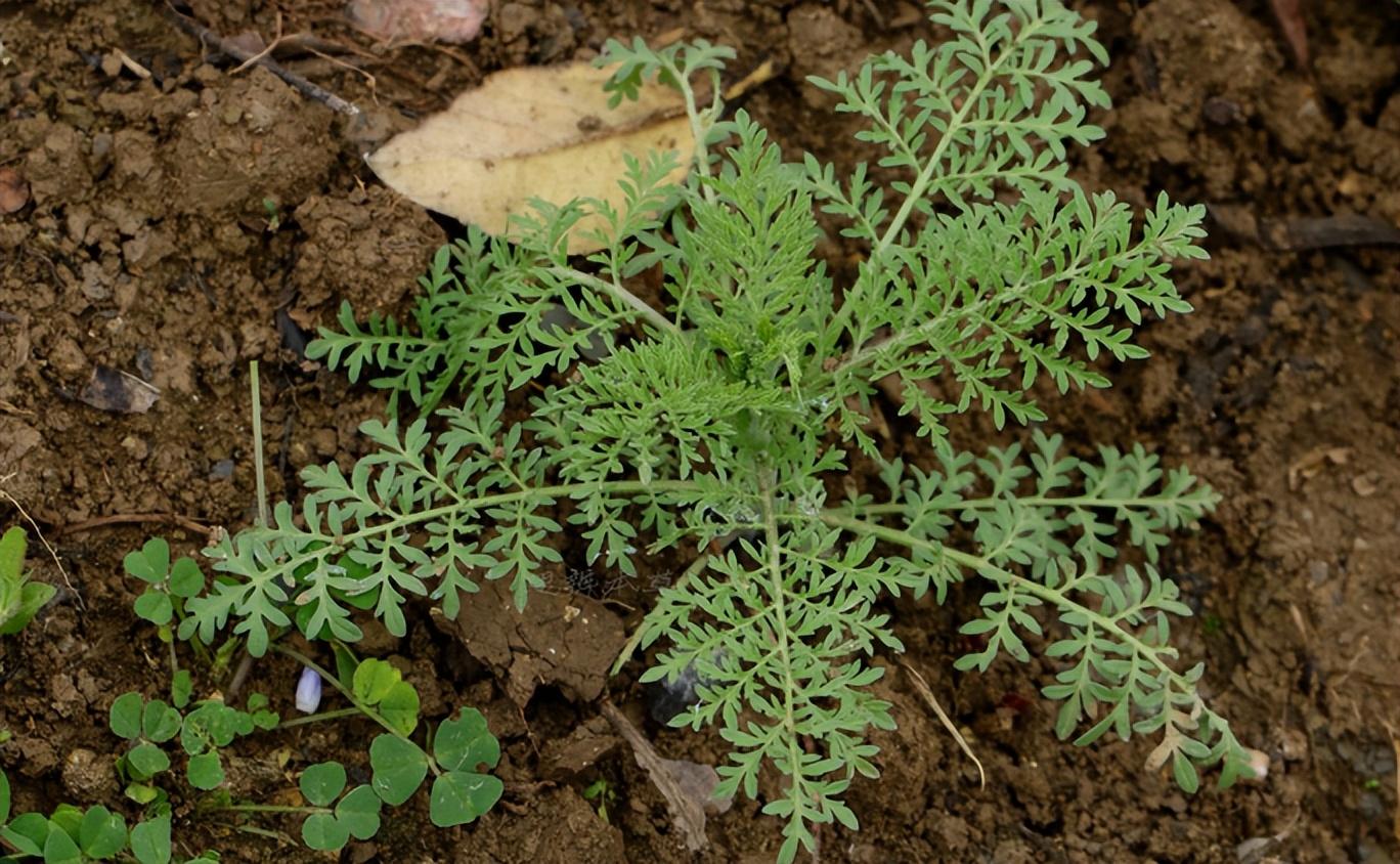 麦蒿|4月这菜使劲吃