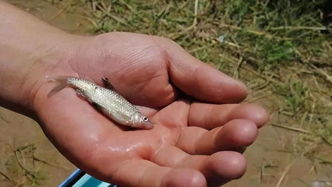 饵料|春季钓不住鱼的原因有哪些？多数原因即使高手遇到也无能为力