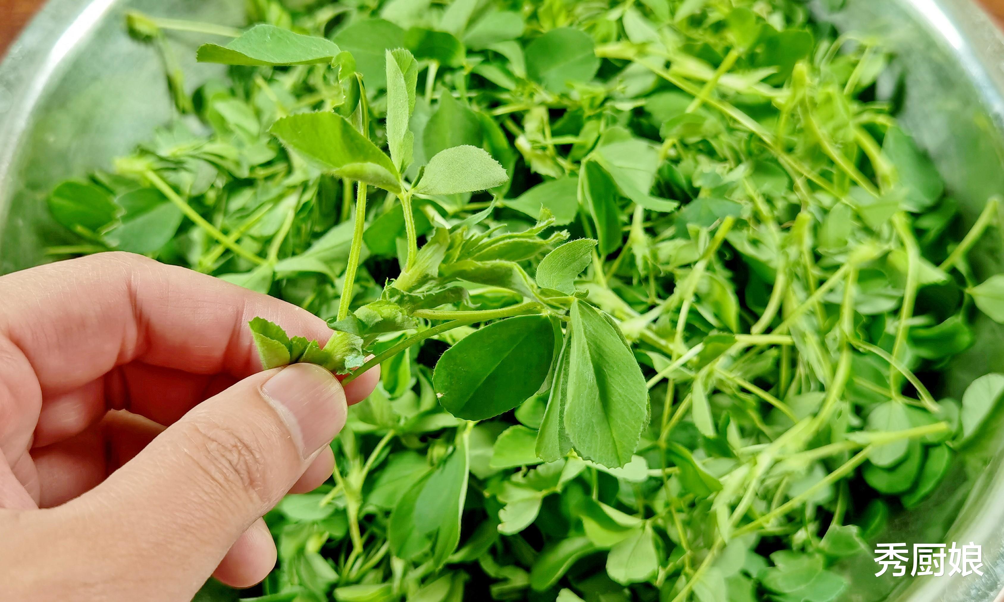 苜蓿|李时珍说它“利五脏，清内热”，比白菜、萝卜更营养，冬季必吃！