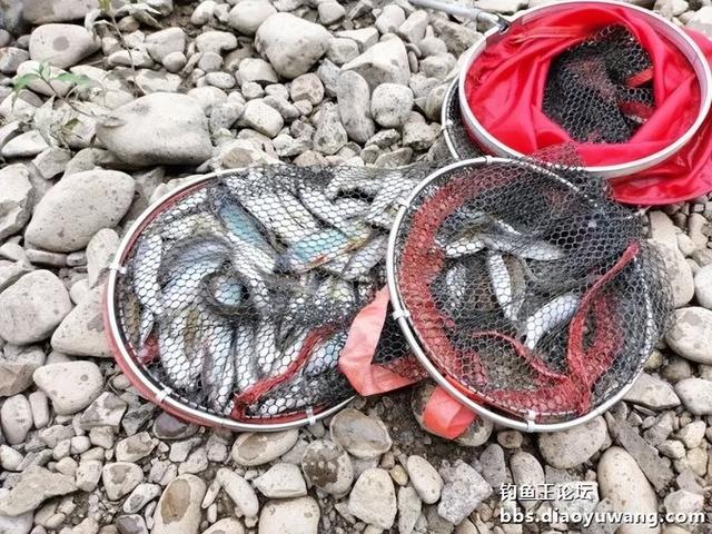 今晚吃鱼效果好，同学同钓兴致高