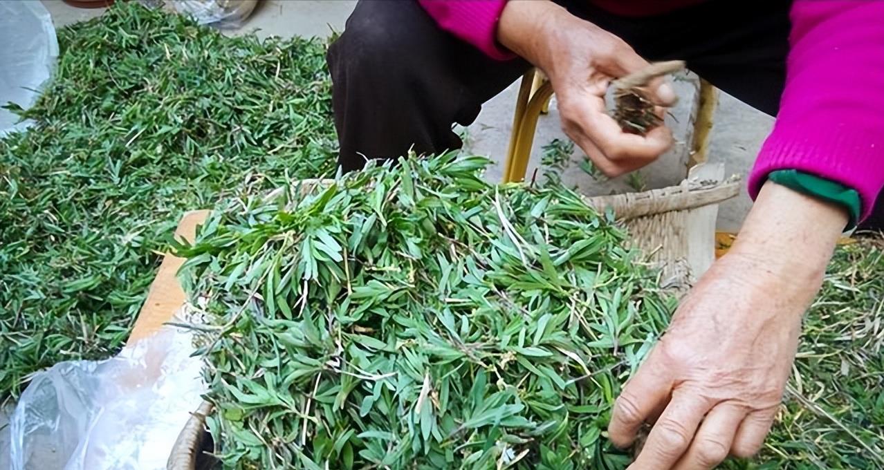 河南|盘点河南六大怪菜,即使土生土长的河南人,也未必全吃过