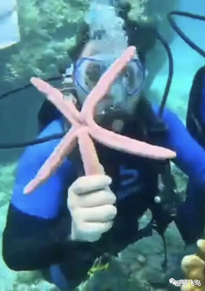泰国|中国游客在泰国普吉岛潜水抓海洋生物拍照事件，旅游公司紧急致歉