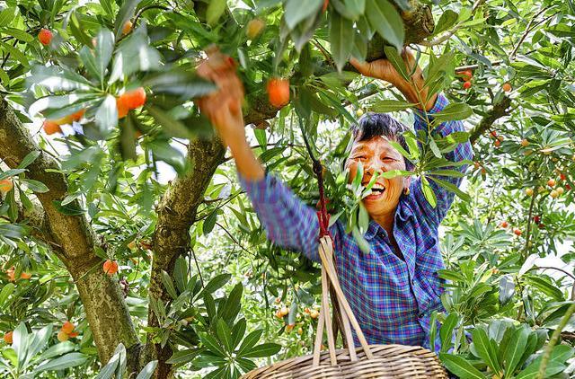 立夏|立夏要吃“立蛋”,吃“地三鲜、树三鲜、水三鲜”,三鲜各指什么