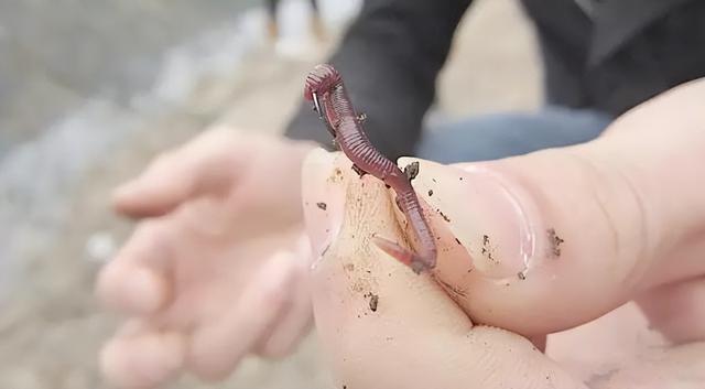 鱼真的爱吃蚯蚓？科学家研究后发现，鱼喜欢的不是蚯蚓的味道！