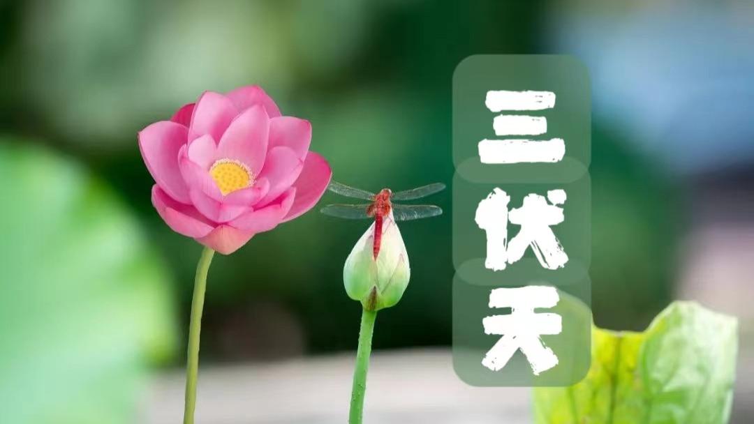 |“伏天3不吃，吃了夏难安”，是指啥？7月11入伏，叮嘱家人要忌嘴