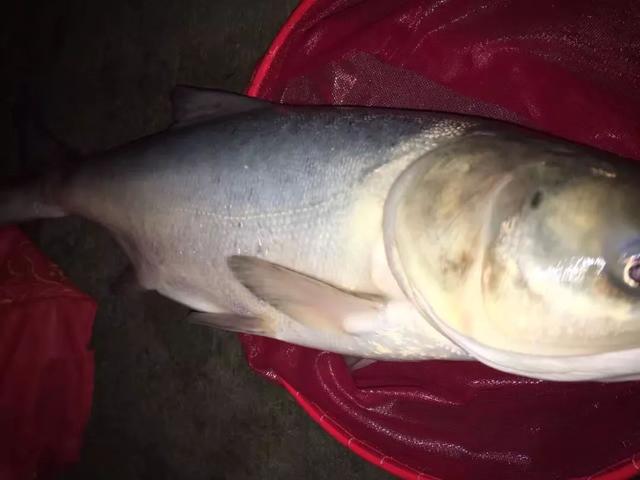 大暑后钓鱼,最好选这2个鱼开口的时间段