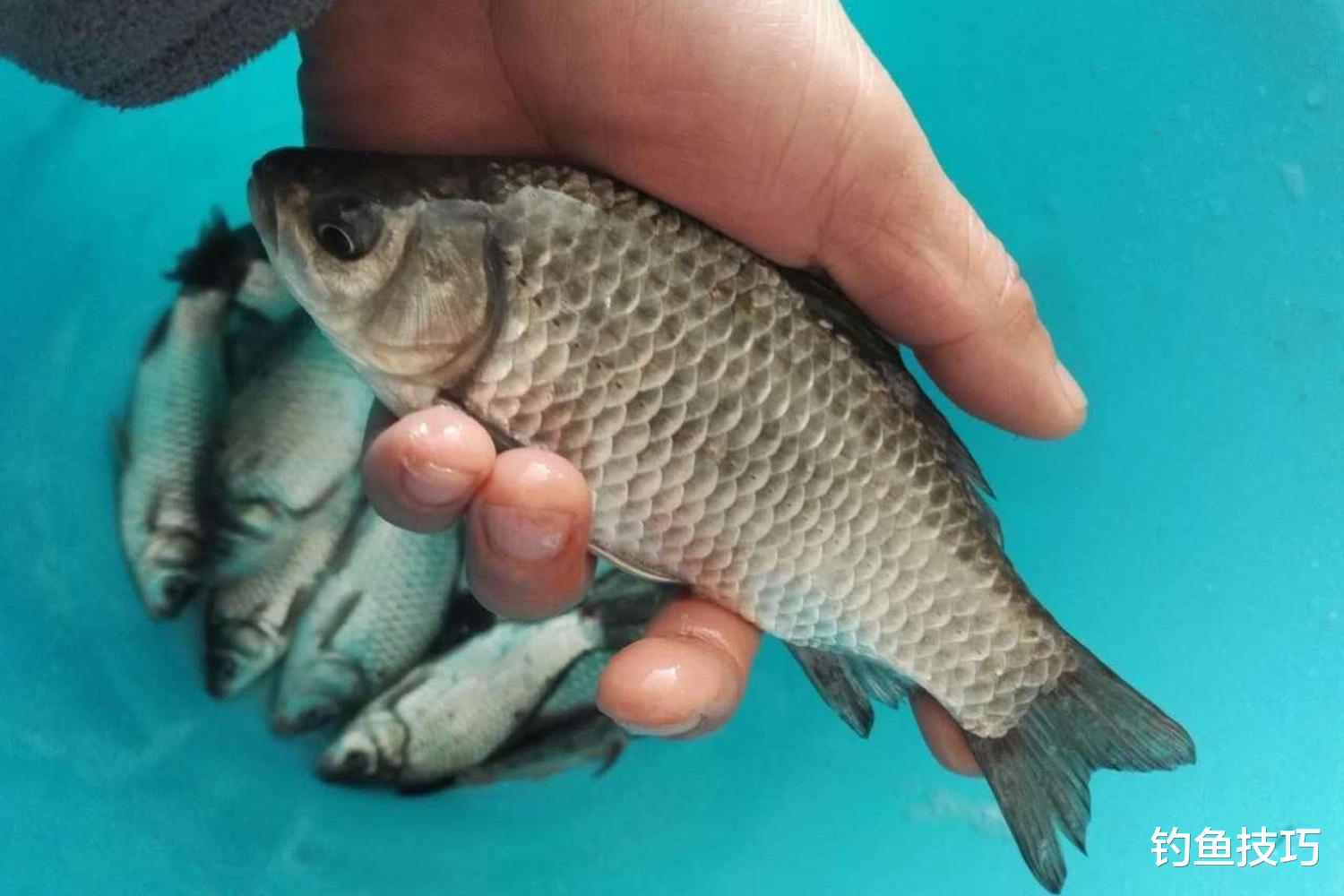 鲫鱼在深冬时的活动规律，白天和夜晚区别大