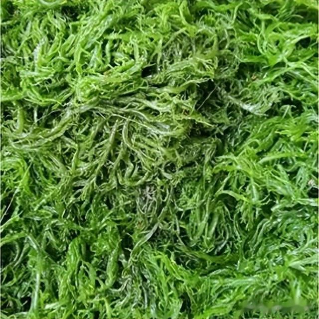 海带|我国瞧不上的“野菜”，却被日本大量进口，还称其为“长寿菜”？