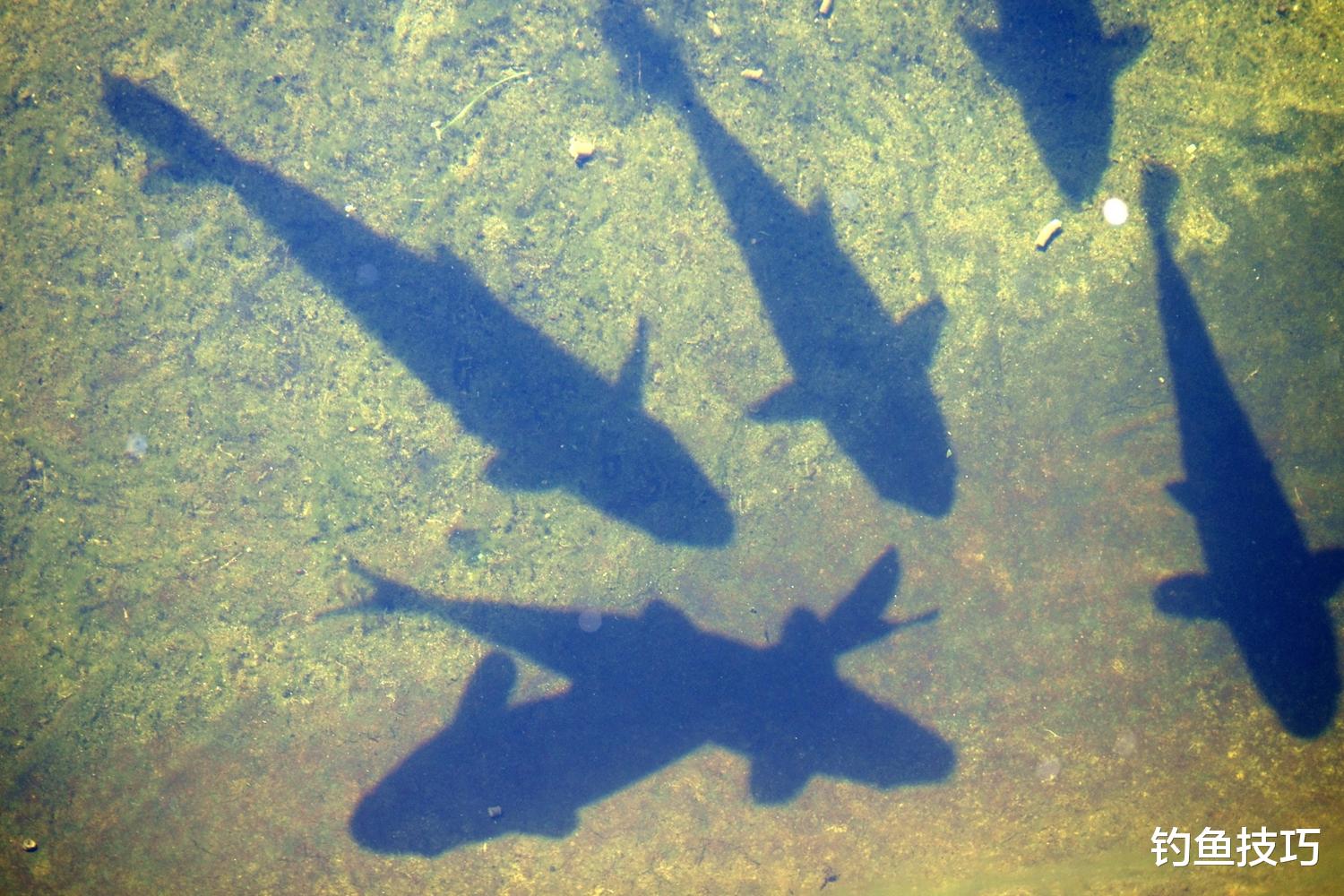 什么是发窝？钓鱼时发窝的原理和过程