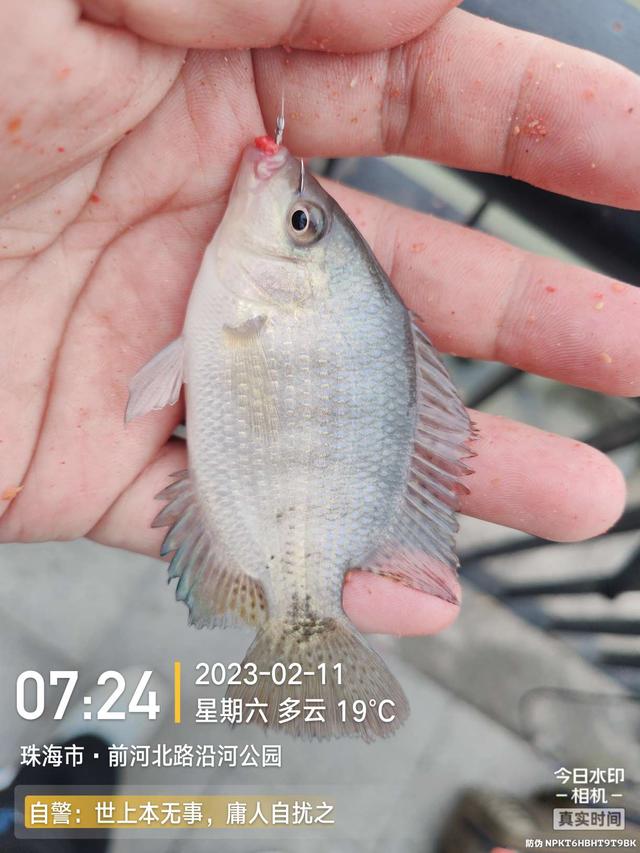 |浪急风高，大鱼偶得，罗非应接不暇