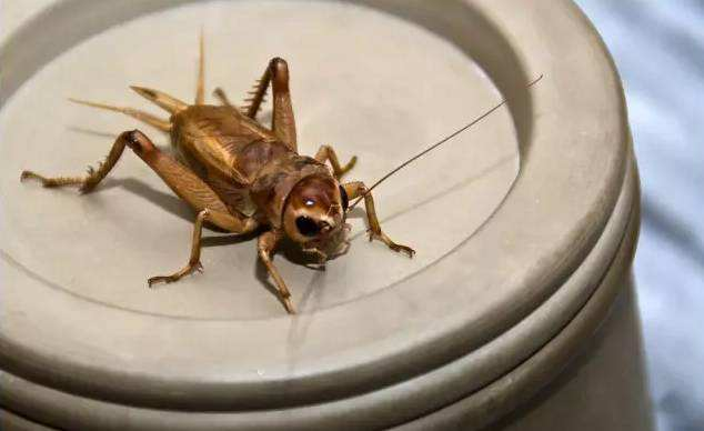 古钱币|文玩中皇家十把玩有哪些,一点也不俗气,皇室气息十足