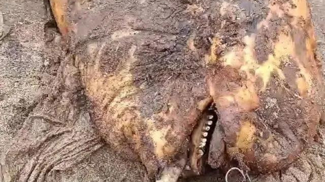 长江宜昌段江豚死亡，嘴巴上有鱼钩，这次钓鱼人“不背锅”