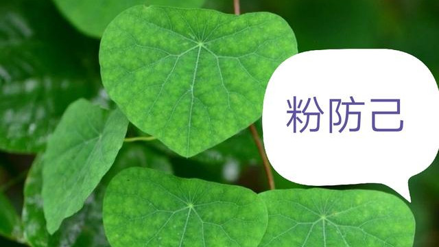 黄芪 小便黄，大便不畅体内湿热出不来一味药解决
