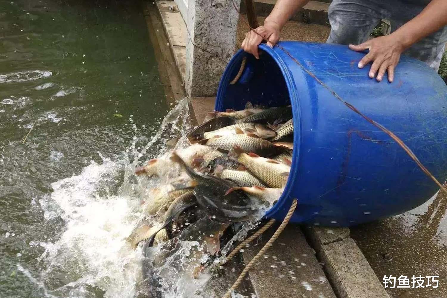 鲤鱼|黑坑鲤鱼正钓的4个垂钓要诀,至少能保证比两旁钓得多