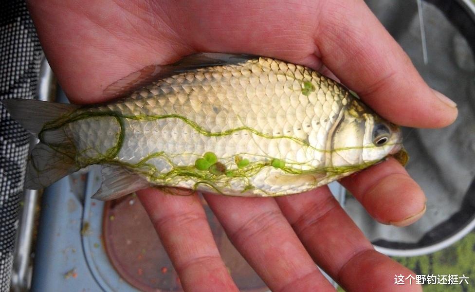 青苔|春季水底青苔多如何把鱼钓好?掌握应对方法及调钓,拒绝骚操作!